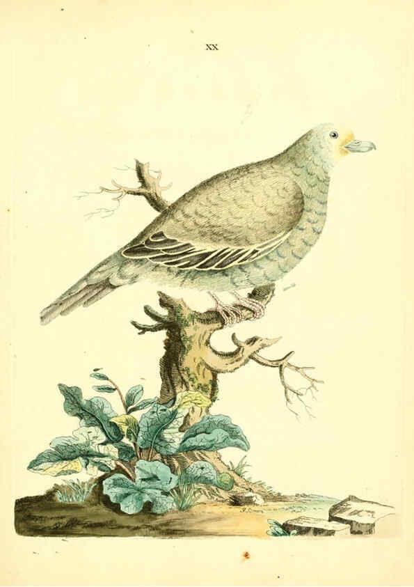 Reproducción/Reproduction 6073286198: Nouvelles illustrations de zoologie A Londres :Imprimé pour B. White ...,1776