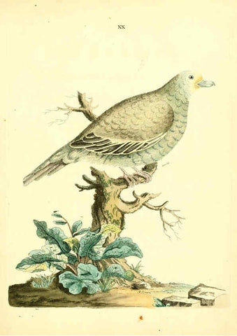 Reproducción/Reproduction 6073286198: Nouvelles illustrations de zoologie A Londres :Imprimé pour B. White ...,1776