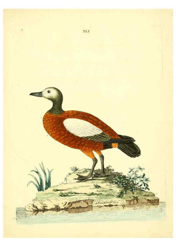 Reproducción/Reproduction 6072748833: Nouvelles illustrations de zoologie A Londres :Imprimé pour B. White ...,1776