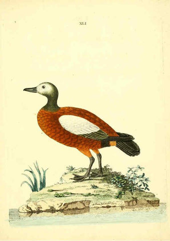 Reproducción/Reproduction 6072748833: Nouvelles illustrations de zoologie A Londres :Imprimé pour B. White ...,1776