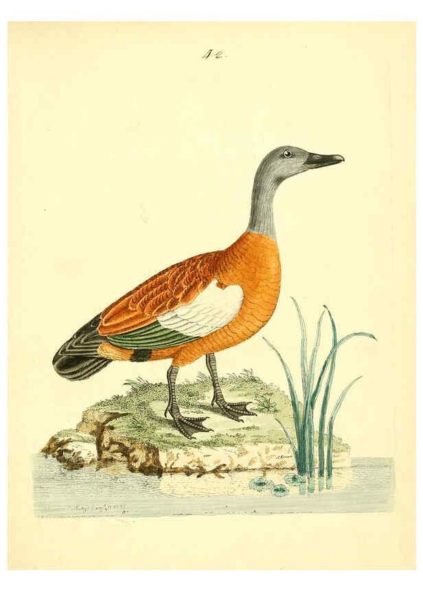 Reproducción/Reproduction 6073290506: Nouvelles illustrations de zoologie A Londres :Imprimé pour B. White ...,1776