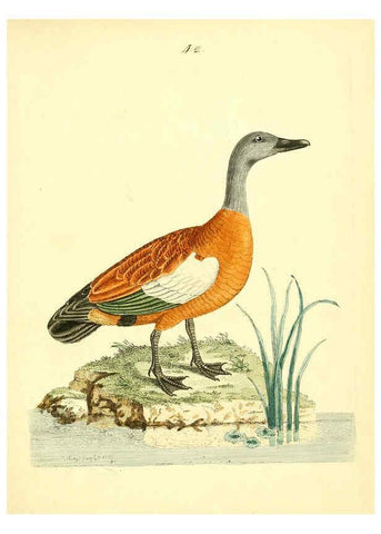 Reproducción/Reproduction 6073290506: Nouvelles illustrations de zoologie A Londres :Imprimé pour B. White ...,1776