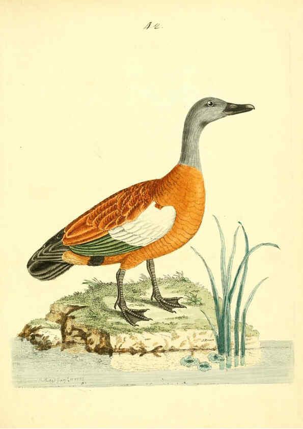 Reproducción/Reproduction 6073290506: Nouvelles illustrations de zoologie A Londres :Imprimé pour B. White ...,1776