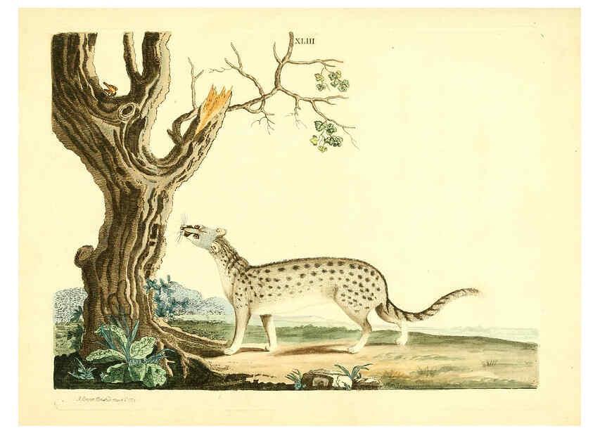 Reproducción/Reproduction 6072749459: Nouvelles illustrations de zoologie A Londres :Imprimé pour B. White ...,1776
