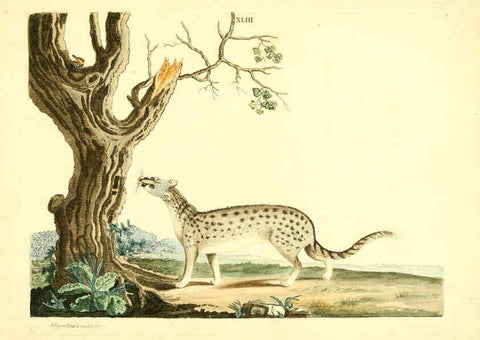 Reproducción/Reproduction 6072749459: Nouvelles illustrations de zoologie A Londres :Imprimé pour B. White ...,1776