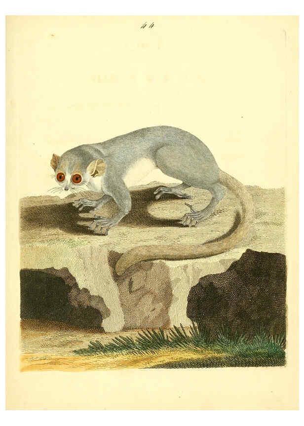 Reproducción/Reproduction 6072749623: Nouvelles illustrations de zoologie A Londres :Imprimé pour B. White ...,1776