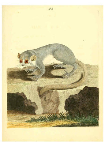 Reproducción/Reproduction 6072749623: Nouvelles illustrations de zoologie A Londres :Imprimé pour B. White ...,1776