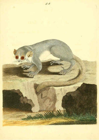 Reproducción/Reproduction 6072749623: Nouvelles illustrations de zoologie A Londres :Imprimé pour B. White ...,1776
