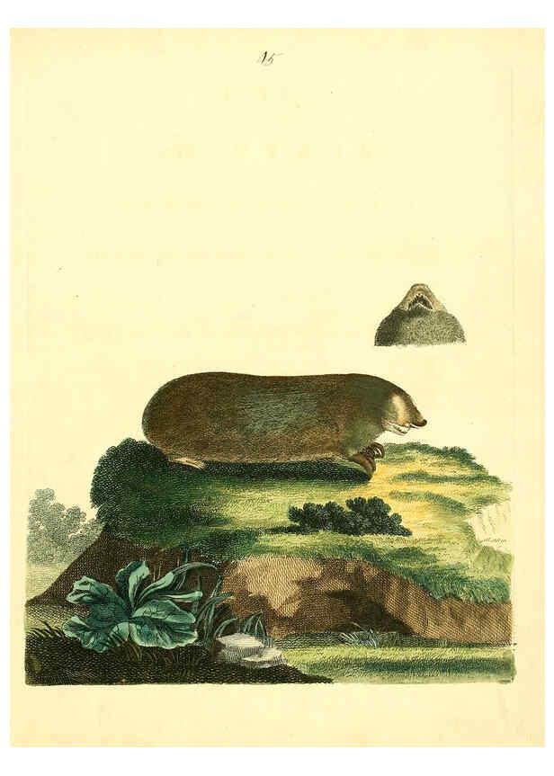 Reproducción/Reproduction 6073291312: Nouvelles illustrations de zoologie A Londres :Imprimé pour B. White ...,1776