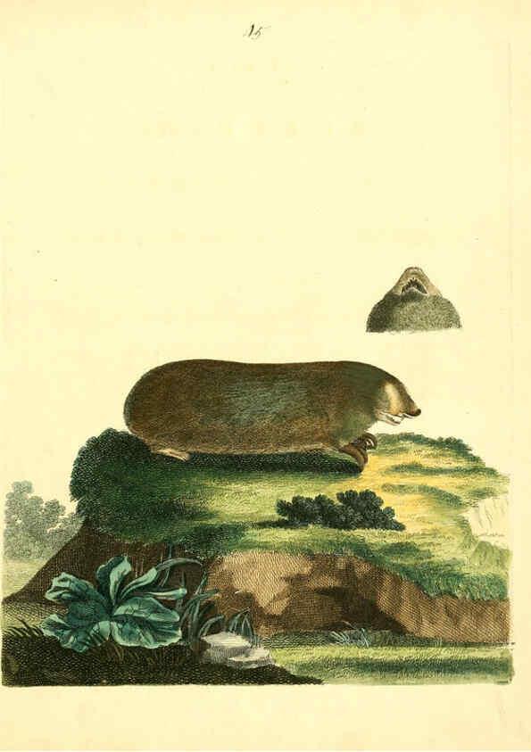 Reproducción/Reproduction 6073291312: Nouvelles illustrations de zoologie A Londres :Imprimé pour B. White ...,1776
