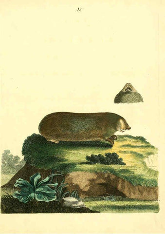 Reproducción/Reproduction 6073291312: Nouvelles illustrations de zoologie A Londres :Imprimé pour B. White ...,1776