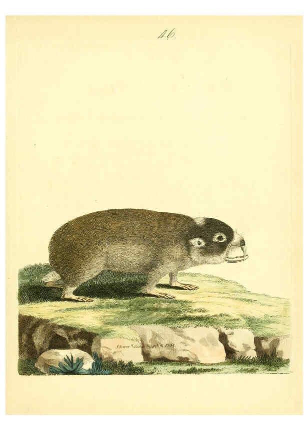 Reproducción/Reproduction 6073291644: Nouvelles illustrations de zoologie A Londres :Imprimé pour B. White ...,1776
