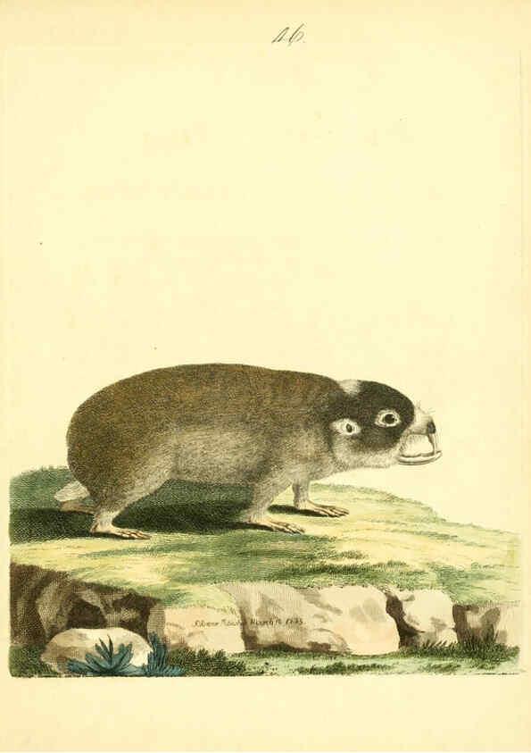 Reproducción/Reproduction 6073291644: Nouvelles illustrations de zoologie A Londres :Imprimé pour B. White ...,1776