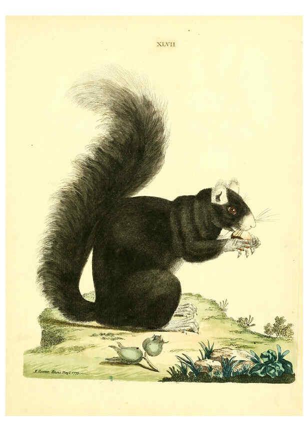 Reproducción/Reproduction 6072750217: Nouvelles illustrations de zoologie A Londres :Imprimé pour B. White ...,1776