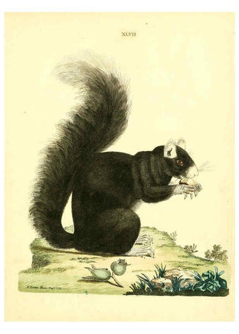 Reproducción/Reproduction 6072750217: Nouvelles illustrations de zoologie A Londres :Imprimé pour B. White ...,1776