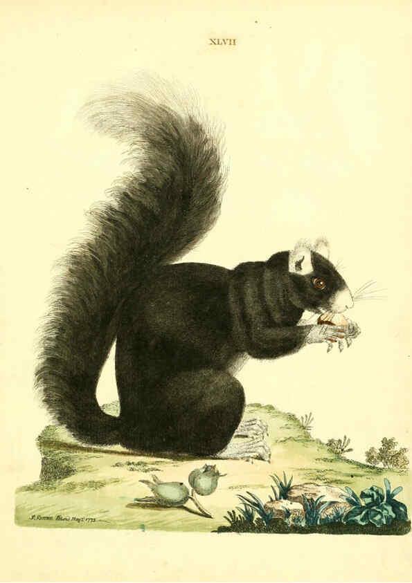 Reproducción/Reproduction 6072750217: Nouvelles illustrations de zoologie A Londres :Imprimé pour B. White ...,1776