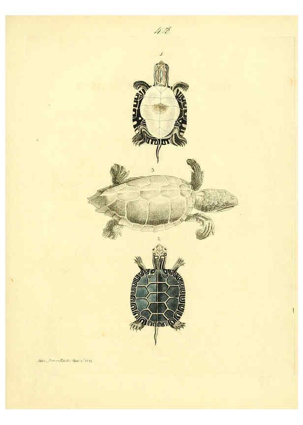 Reproducción/Reproduction 6073291974: Nouvelles illustrations de zoologie A Londres :Imprimé pour B. White ...,1776