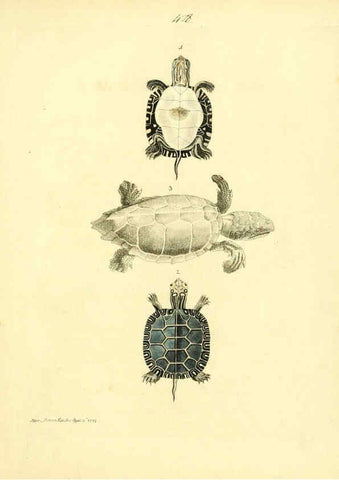 Reproducción/Reproduction 6073291974: Nouvelles illustrations de zoologie A Londres :Imprimé pour B. White ...,1776