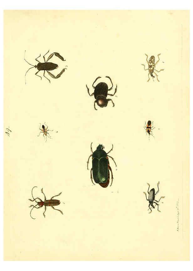 Reproducción/Reproduction 6072750643: Nouvelles illustrations de zoologie A Londres :Imprimé pour B. White ...,1776