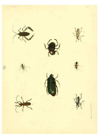 Reproducción/Reproduction 6072750643: Nouvelles illustrations de zoologie A Londres :Imprimé pour B. White ...,1776