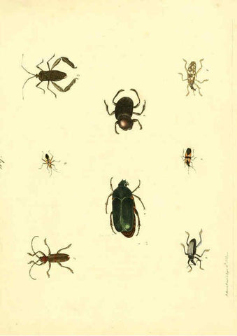Reproducción/Reproduction 6072750643: Nouvelles illustrations de zoologie A Londres :Imprimé pour B. White ...,1776