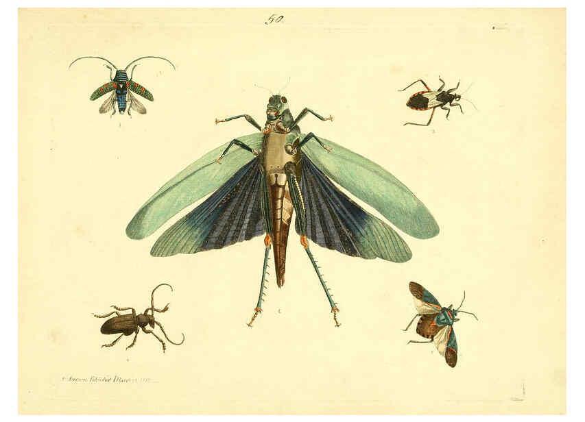 Reproducción/Reproduction 6073292352: Nouvelles illustrations de zoologie A Londres :Imprimé pour B. White ...,1776