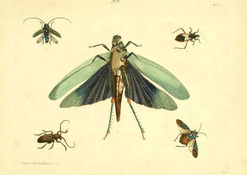 Reproducción/Reproduction 6073292352: Nouvelles illustrations de zoologie A Londres :Imprimé pour B. White ...,1776