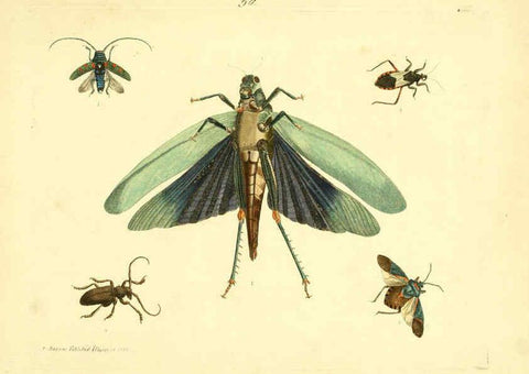 Reproducción/Reproduction 6073292352: Nouvelles illustrations de zoologie A Londres :Imprimé pour B. White ...,1776