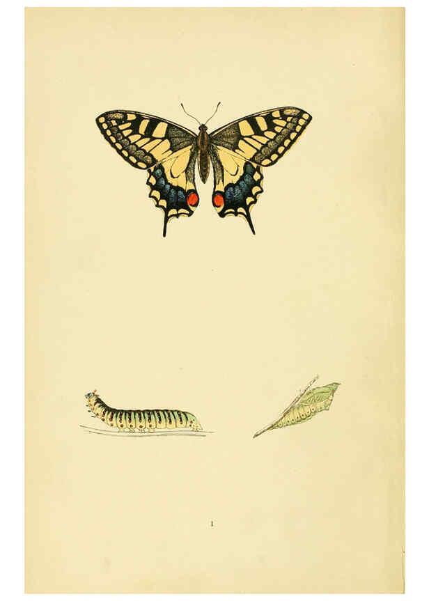 Reproducción/Reproduction 6073599266: A history of British butterflies London :John C. Nimmo,1890