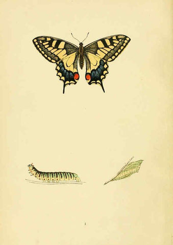 Reproducción/Reproduction 6073599266: A history of British butterflies London :John C. Nimmo,1890