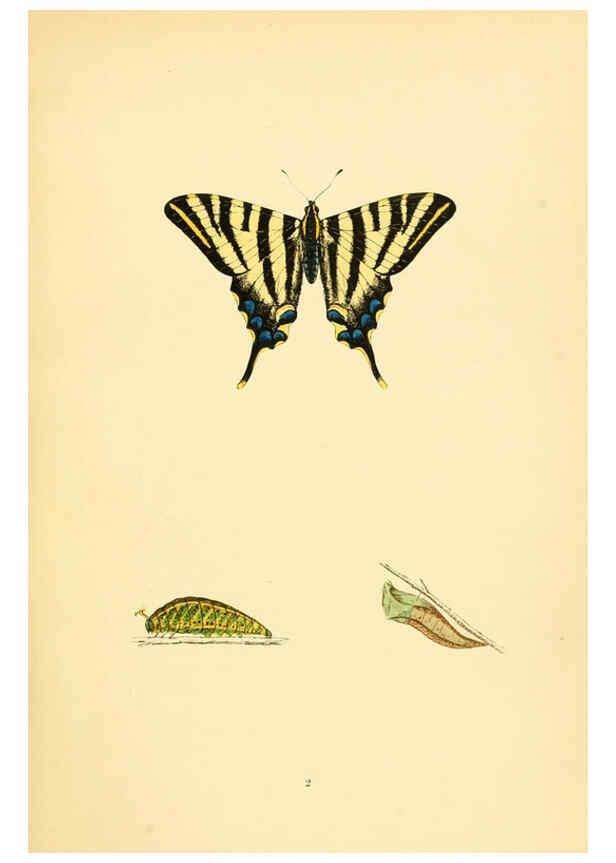 Reproducción/Reproduction 6073058947: A history of British butterflies London :John C. Nimmo,1890