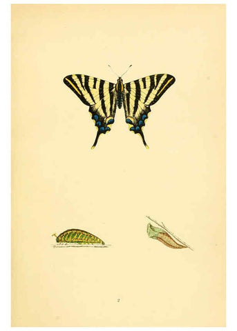 Reproducción/Reproduction 6073058947: A history of British butterflies London :John C. Nimmo,1890