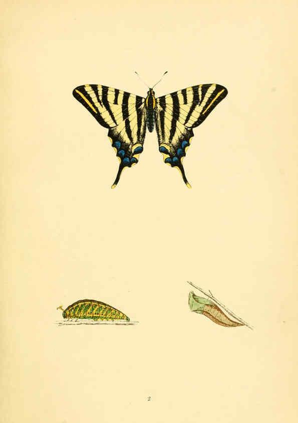 Reproducción/Reproduction 6073058947: A history of British butterflies London :John C. Nimmo,1890