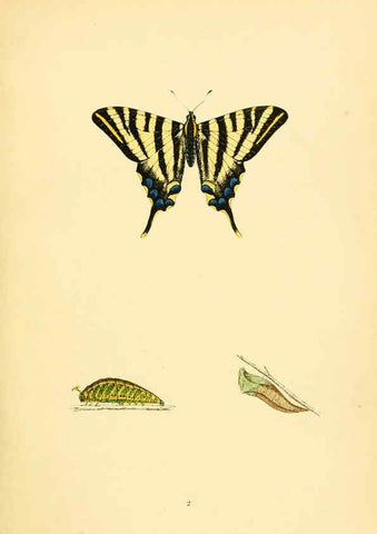 Reproducción/Reproduction 6073058947: A history of British butterflies London :John C. Nimmo,1890
