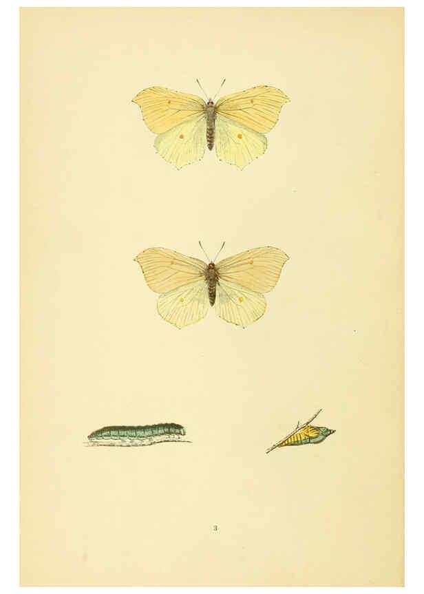 Reproducción/Reproduction 6073600210: A history of British butterflies London :John C. Nimmo,1890