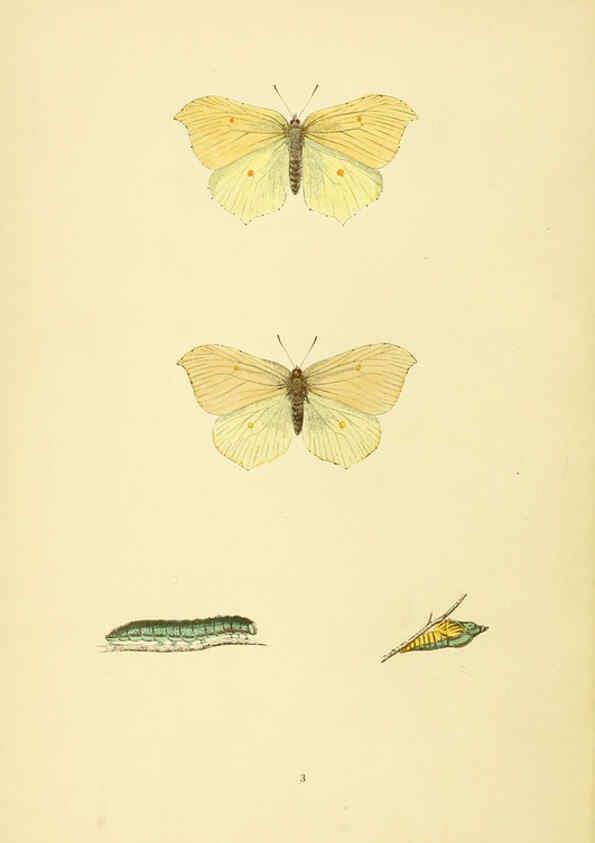 Reproducción/Reproduction 6073600210: A history of British butterflies London :John C. Nimmo,1890