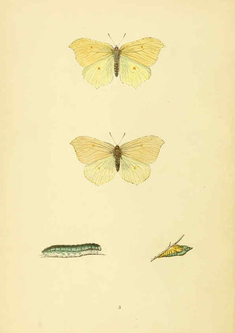 Reproducción/Reproduction 6073600210: A history of British butterflies London :John C. Nimmo,1890