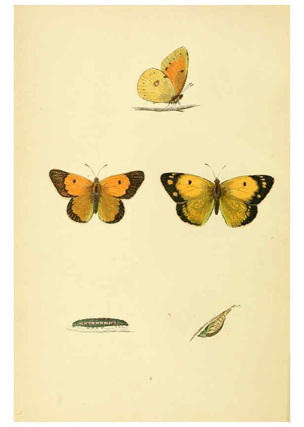 Reproducción/Reproduction 6073059729: A history of British butterflies London :John C. Nimmo,1890