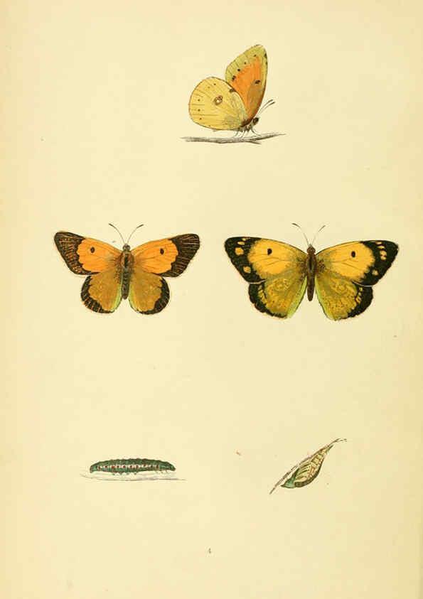 Reproducción/Reproduction 6073059729: A history of British butterflies London :John C. Nimmo,1890