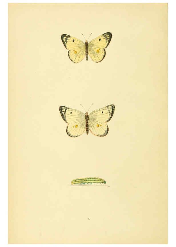 Reproducción/Reproduction 6073601030: A history of British butterflies London :John C. Nimmo,1890