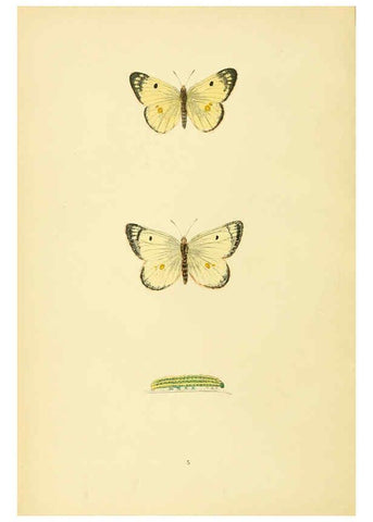 Reproducción/Reproduction 6073601030: A history of British butterflies London :John C. Nimmo,1890