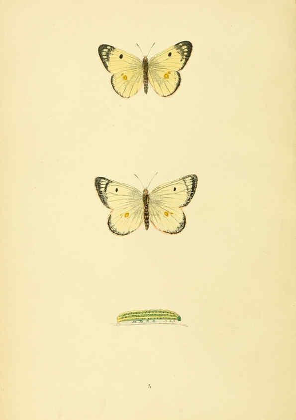 Reproducción/Reproduction 6073601030: A history of British butterflies London :John C. Nimmo,1890