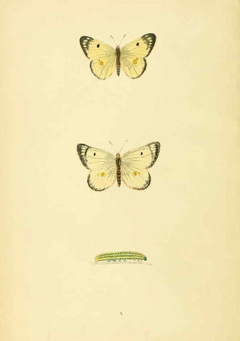 Reproducción/Reproduction 6073601030: A history of British butterflies London :John C. Nimmo,1890