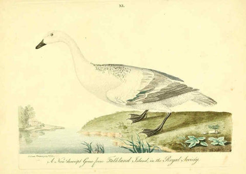 Reproducción/Reproduction 6073290158: Nouvelles illustrations de zoologie A Londres :Imprimé pour B. White ...,1776