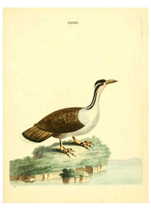 Reproducción/Reproduction 6072748493: Nouvelles illustrations de zoologie A Londres :Imprimé pour B. White ...,1776