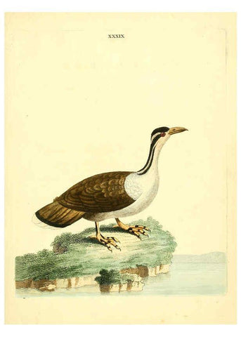 Reproducción/Reproduction 6072748493: Nouvelles illustrations de zoologie A Londres :Imprimé pour B. White ...,1776