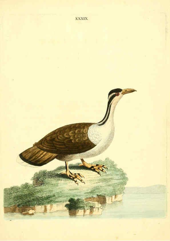 Reproducción/Reproduction 6072748493: Nouvelles illustrations de zoologie A Londres :Imprimé pour B. White ...,1776