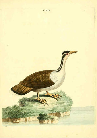 Reproducción/Reproduction 6072748493: Nouvelles illustrations de zoologie A Londres :Imprimé pour B. White ...,1776