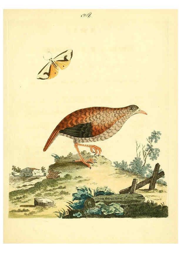 Reproducción/Reproduction 6072748313: Nouvelles illustrations de zoologie A Londres :Imprimé pour B. White ...,1776