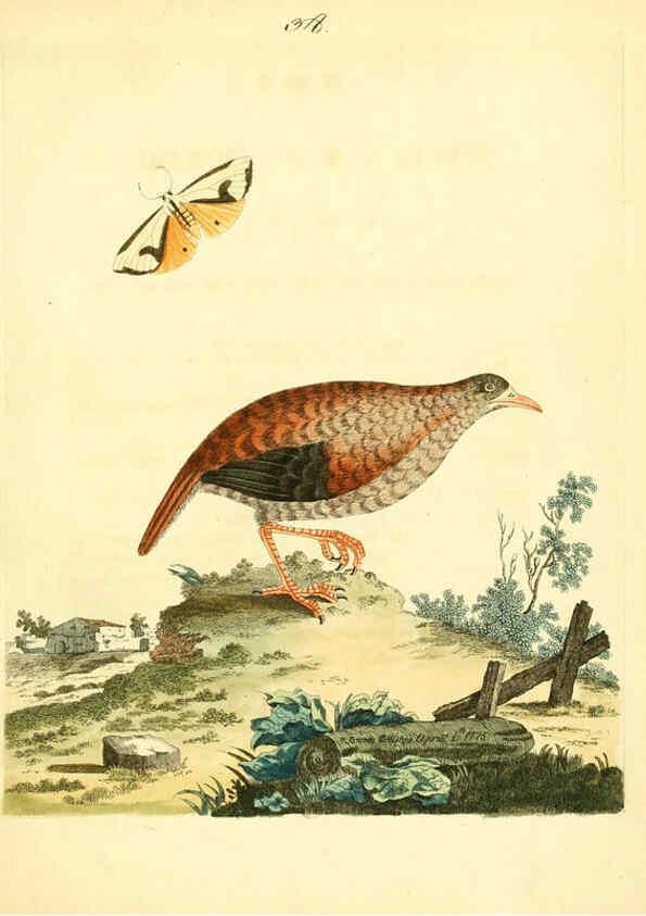 Reproducción/Reproduction 6072748313: Nouvelles illustrations de zoologie A Londres :Imprimé pour B. White ...,1776